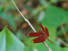 -福清灵石山国家森林公园