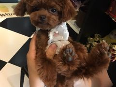 -Oh My Dog宠物沙龙(伊珊娜皮毛护理店)