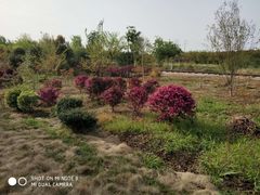 -武汉紫薇都市田园