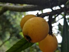 -塘栖枇杷特色园区