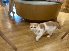 -滚猫咖啡·猫咖·猫友好撸猫(未来城店)