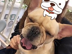 -柯斗斗主题餐厅·狗咖·围炉煮茶·茶饮(国瑞升平里店)