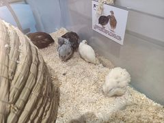 -怪兽屋·羊驼·猫咖·狗咖(俊华广场店)