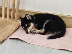 -柴犬小屋·柴餐厅·狗咖食堂(金鼎广场店)