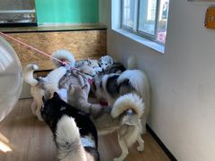 -Husky Go! 哈士奇体验馆·宠物咖啡厅狗咖
