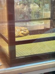 -卡通尼·Safari非洲探索乐园·生日会(金桥国际商业广场店)