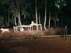 -清迈夜间动物园