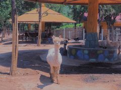 -石家庄市动物园