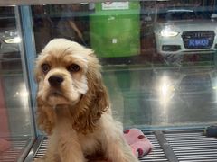 -FAELING PETS美天灵宠物(合生汇店)