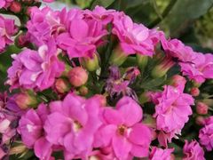 -双季花艺园艺市场(浦东店)