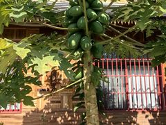 -西双版纳傣族园