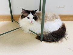 -猫在这儿猫咪咖啡馆·撸猫馆