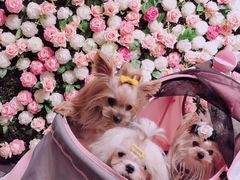 -百好乐宠物友好餐厅(朝外大街店)