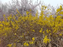-桃花堤公园