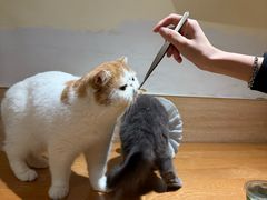 -滚猫咖啡·猫咖·猫友好撸猫(未来城店)