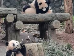 -都江堰中华大熊猫苑