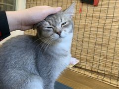 -楼上猫咖(罗湖店)