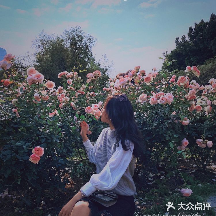 深圳花海公园⛲️|如油画般的月季花悄悄开了🌹