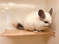 -龙猫仔乐园(惠福东路店)