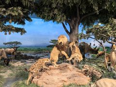 -国家自然博物馆