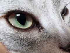 -纳吉亚猫专科动物医院博雅分院