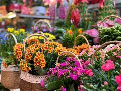 -双季花艺园艺市场(浦东店)