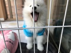 -翊宠yipet猫狗购宠庄园犬舍•猫舍