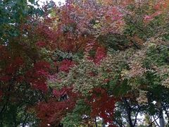 -大兴滨河森林公园