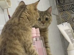-瑞派康怡24h宠物医院·犬猫医疗中心·微创绝育(瑞景分院)