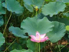 -石家庄市植物园