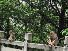 -武陵山森林公园