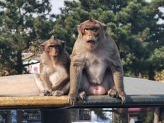 -西霞口神雕山野生动物世界