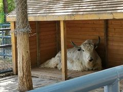 -长白岛森林公园