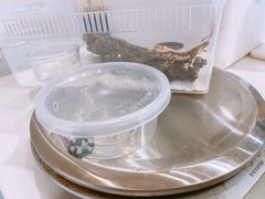 -酷以爬仙阁实体爬宠店·守宫·蜥蜴·专业繁育