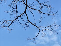 -广州市流溪河国家森林公园