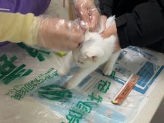 -瑞派宠物医院·24h·骨外科·皮肤科·全科宠物医疗转诊中心(沈阳浑南院)