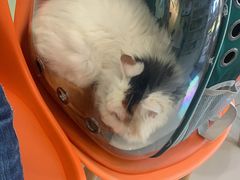 -纳吉亚猫专科动物医院博雅分院
