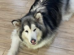 -李小姐の猫咖啡馆(五角场店)