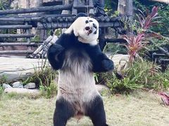 -灵玲国际马戏城