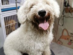 -小尾巴宠物店(万科·金域华庭店)