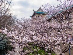 -武汉大学-樱园