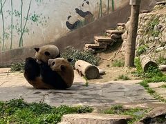 -中国大熊猫保护研究中心雅安碧峰峡基地