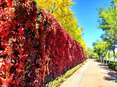 -北京张裕爱斐堡酒庄