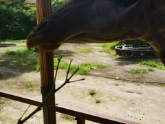 -深圳野生动物园