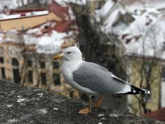 景点-塔林历史中心