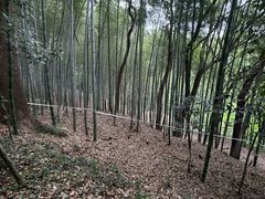 -上海佘山国家森林公园天马山园