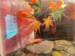 -上海海洋水族馆