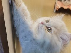 -momokira米努特·德文卷毛猫·棉花面纱犬