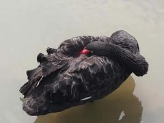 -呀诺达热带雨林