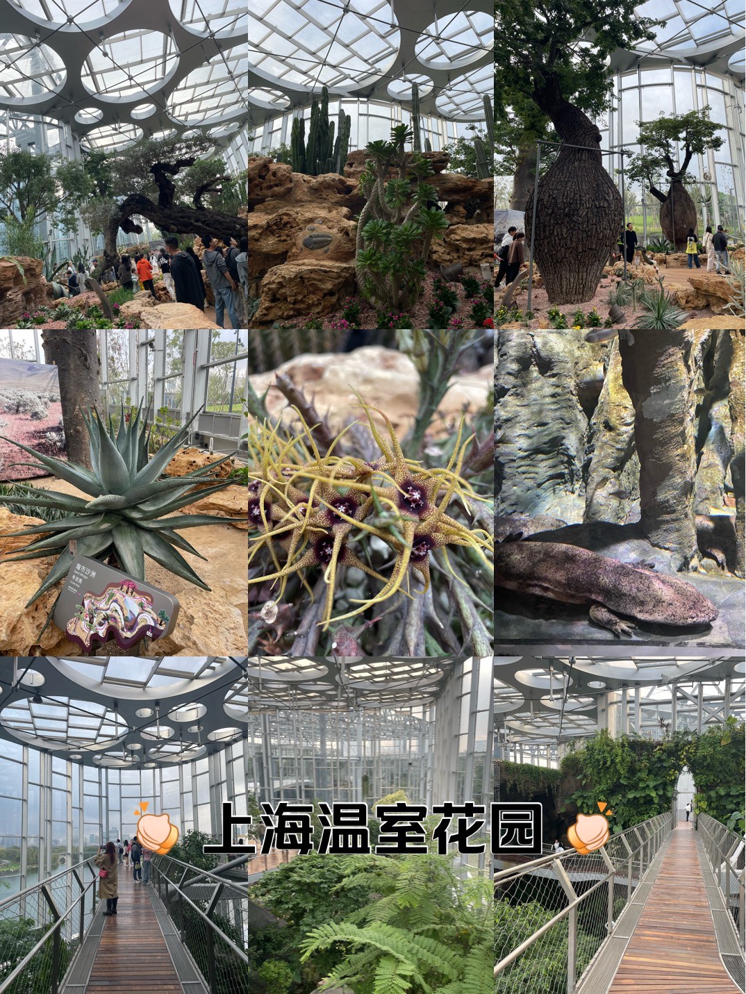 上海植物园温室简介图片